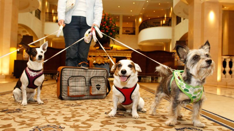Comment trouver des hôtels adaptés aux animaux de compagnie