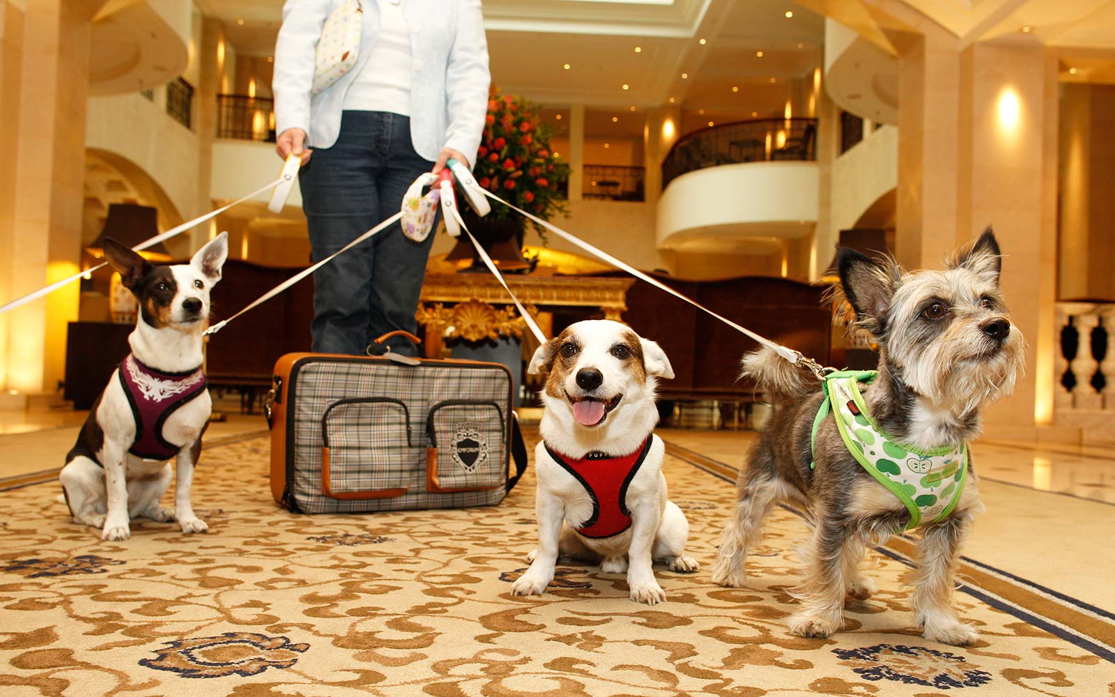 Comment trouver des hôtels adaptés aux animaux de compagnie